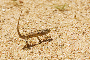 Stressed flap-necked chameleon changes colour to resemble gravel path