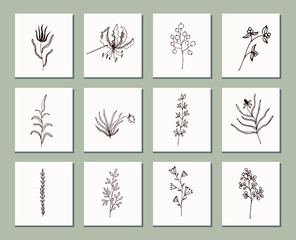 Fototapeta na wymiar Set of hand drawn medicinal wild and field plants, vector. For cosmetic, pharmacy, medical packaging and brochures. Vintage flowers. Black and beige illustration in the style of prints.