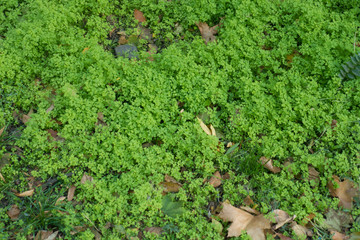 Fototapeta na wymiar Young seedlings of cow parsley in mid October