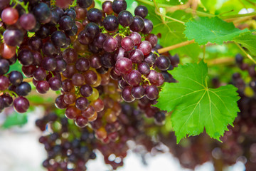 Red grape on vine of tree with green leaf