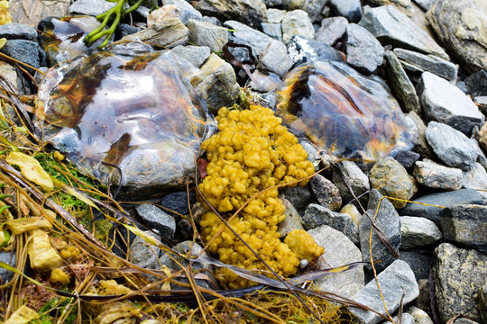 Jellyfish and algae thrown by the sea onto a rocky shore.