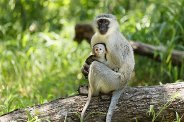 Worried Vervet monkey mom protecting her tiny infant