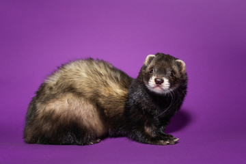  Ferret gentleman in a bow tie.