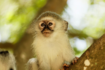 Face portrait of a juvenile vervet monkey
