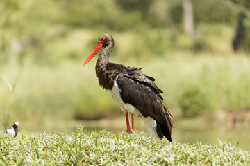 Black Stork (Cionia nigra) standing in grass