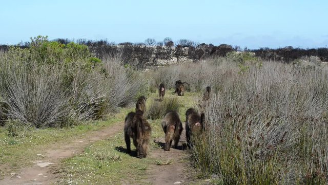 A family group of baboons walk down a path bordered by tall grass away from the camera