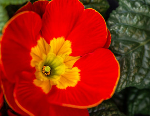 Obraz premium Primula. Primrose is red. Spring garden flower. Close-up. Macro