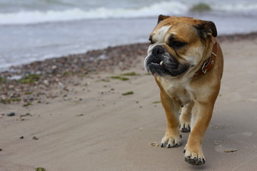 an English bulldog walks along the shore of a calm sea