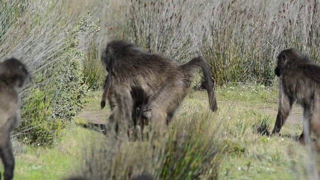 The alpha male of a baboon troop stands up, alert and watchful in the South African bush