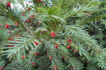 Ripe red berries on branch of yew in autumn