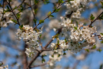 Bird cherry blossoms flowers in spring. Spring blossom flowers of bird cherry tree. Spring bird cherry tree flowers. Bird cherry tree flowers bloom in spring