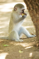 Juvenile Vervet monkey sitting on the ground eating