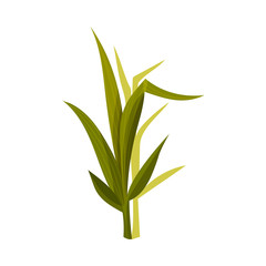 Sugar Cane Green Sprouts and Leaves Vector Illustration