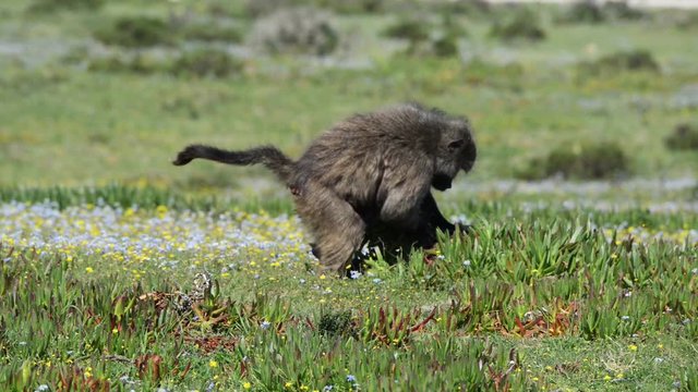 A female baboon with her infant clinging to her underside foraging in the grassland