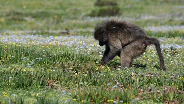 An infant Chacma baboon clinging to her mother while foraging on wild figs