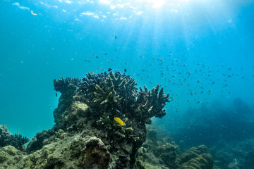 underwater scene with coral reef and fish; Sea in Surin Islands; Phang Nga Province; southern of Thailand.