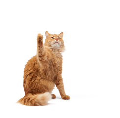 Cute adult fluffy red cat sitting and raised its front paws up, imitation of holding any object