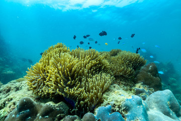 Beautiful anemone and clown fish in the shallow sea in Phuket, Thailand.