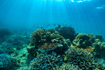 Fototapeta na wymiar underwater scene with coral reef and fish; Sea in Surin Islands, Phang Nga Province,southern of Thailand.