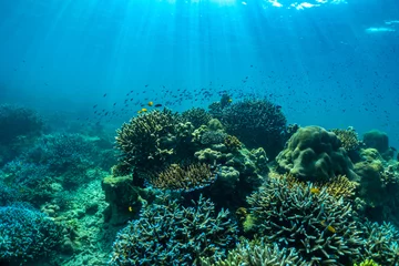 Fototapete Rund underwater scene with coral reef and fish  Sea in Surin Islands, Phang Nga Province,southern of Thailand. © satit