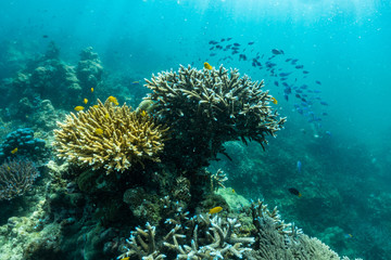 Fototapeta na wymiar underwater scene with coral reef and fish; Sea in Surin Islands, Phang Nga Province,southern of Thailand.