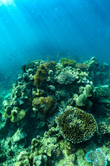 underwater scene with coral reef and fish; Sea in Surin Islands; Phang Nga Province; southern of Thailand.