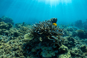 Naklejka na ściany i meble underwater scene with coral reef and fish; Sea in Surin Islands; Phang Nga Province; southern of Thailand.