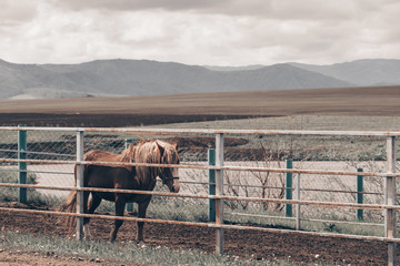Lone horse walks in the hippodrome on the background of high mountains.