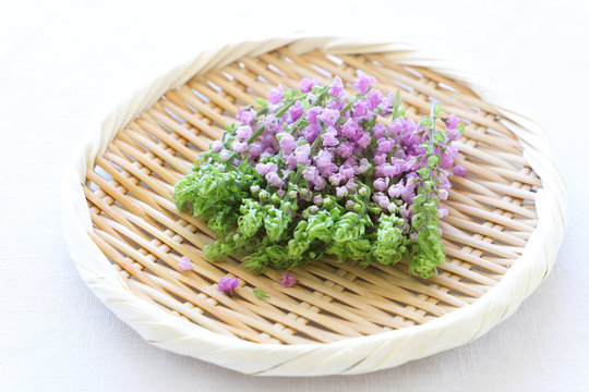 164 Best 花穂紫蘇 Images Stock Photos Vectors Adobe Stock 164 Best 花穂紫蘇 Images Stock Photos Vectors Adobe Stock
