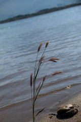 The grass flowers behind are water.
