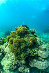underwater scene with coral reef and fish; Sea in Surin Islands, Phang Nga Province,southern of Thailand.