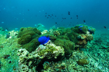 underwater scene with coral reef and fish; Sea in Surin Islands; Phang Nga Province; southern of Thailand.