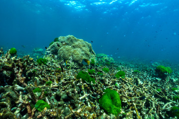 underwater scene with coral reef and fish; Sea in Surin Islands, Phang Nga Province,southern of Thailand.