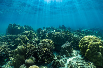 underwater scene with coral reef and fish; Sea in Surin Islands, Phang Nga Province,southern of Thailand.