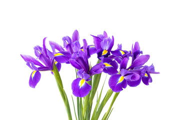 Bouquet of beautiful purple irises isolated on a white background. Delicate spring flowers as a gift for Women's Day or Mother's Day