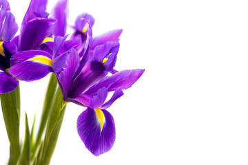 Bouquet of beautiful purple irises isolated on a white background. Delicate spring flowers as a gift for Women's Day or Mother's Day with copy space. Selective focus. Closeup view