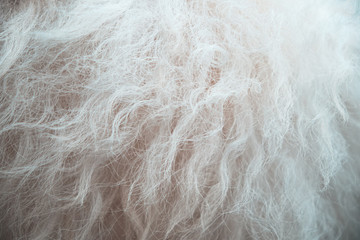 Sheep fleece close-up. Long curly wool. Selective focus © TanyaJoy