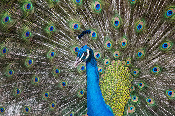 Fototapeta na wymiar Portrait of beautiful Indian peacock spread his tail feathers.