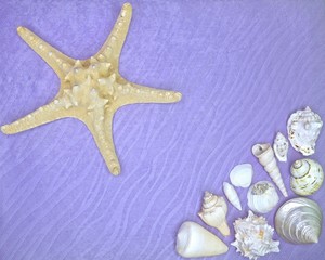Fototapeta na wymiar starfish and shells on a lilac background