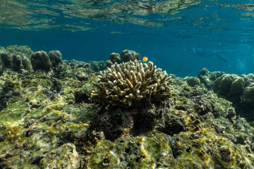 underwater scene with coral reef and fish; Sea in Surin Islands, Phang Nga Province,southern of Thailand.