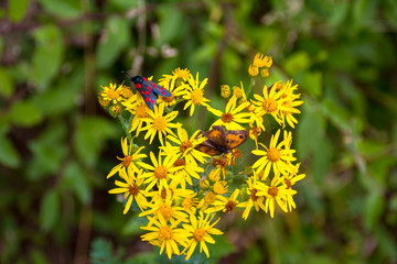 Papillon butinant sur des fleurs jaune