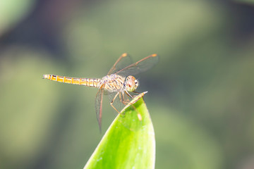 dragonfly on green blurred background