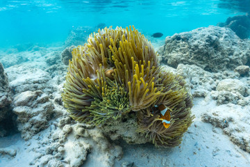 Beautiful anemone and clown fish in the shallow sea in Surin Islands, Phang Nga Province,southern of Thailand.