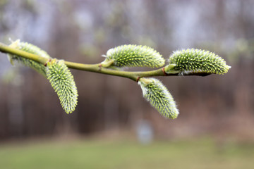 Fototapeta premium Pussy willow flowers on the branch, blooming verba in spring forest. Palm Sunday symbol, catkins for Easter background