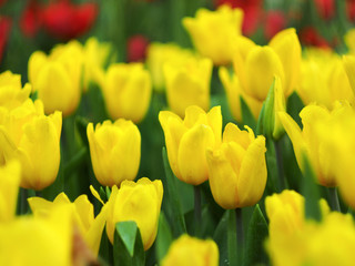 Obraz premium tulip blooming flower in garden on season