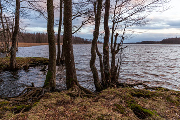 Obraz na płótnie Canvas Lake view in sunset hour with trees in foreground with exposed roots and moody sky at the lake Lielezers in Latvia