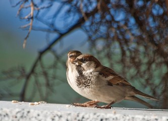 bird