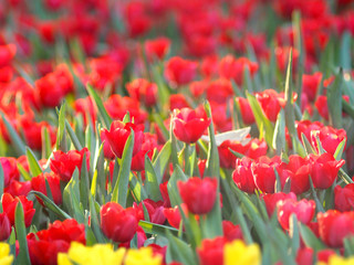 tulip blooming flower in garden on season