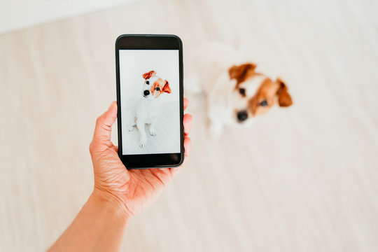 unrecognizable woman taking a picture with mobile phone of cute jack russell dog at home. Technology and pets concept