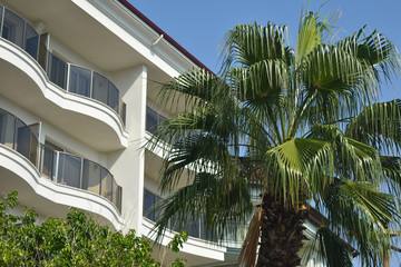 Fototapeta na wymiar modern house with palm trees